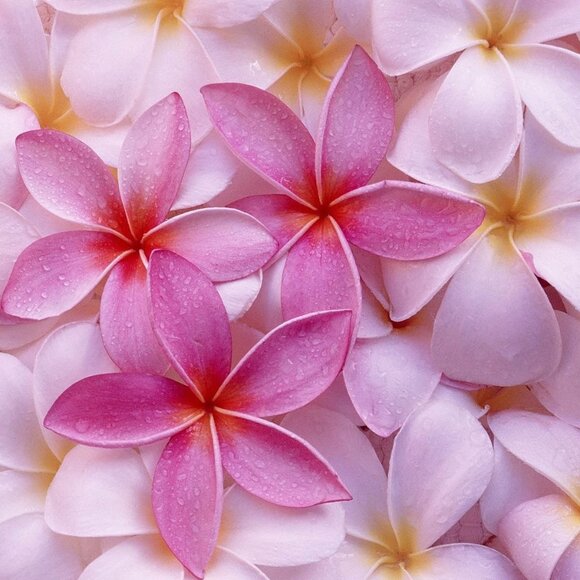 Meet your Posher, Liz - Picture 1 of 1